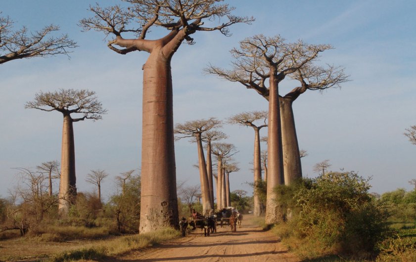 Andasibe, explore eastern Madagascar