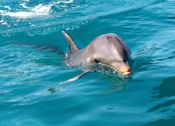 Swim with dolphins in Mauritius