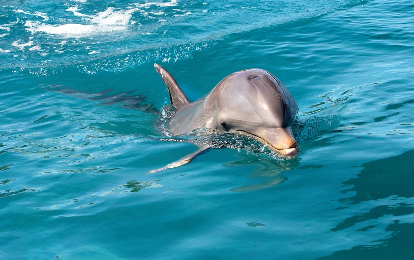 Swim with dolphins in Mauritius