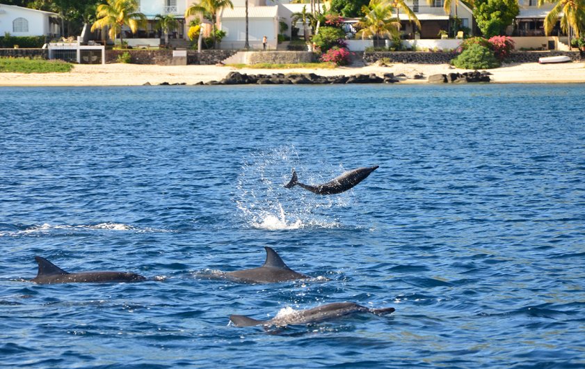 Dolphin & Whale Watching in Mauritius