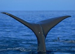 Dolphin & Whale Watching in Mauritius