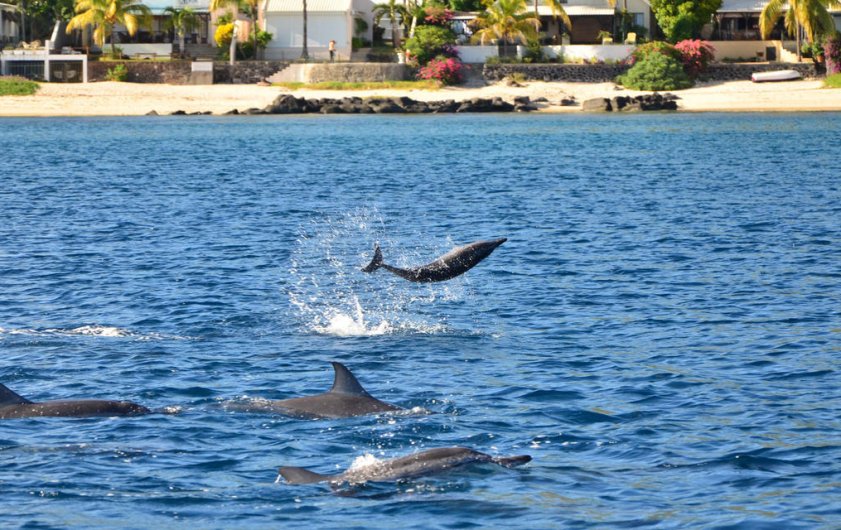 Sea Activities - DOLSWIM: Dolphin Encounter - Whale Encounter / Big Game Fishing